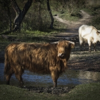 Highland Cattle, Boundway