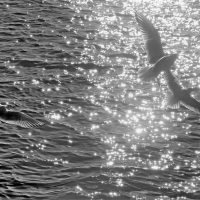 Gulls Sea and Sunlight