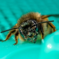 Dozy Bee