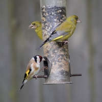Greenfinches and goldfinch